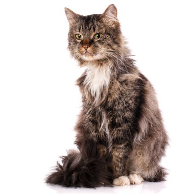 beyaz arka planda çizgili kedi yavrusu.