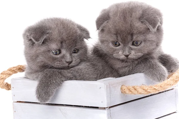 Retrato de dos gatitos escoceses . — Foto de Stock