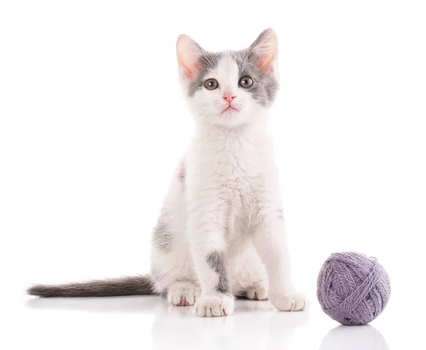 Um gatinho sobre um fundo branco. O gato está brincando com a bola — Fotografia de Stock