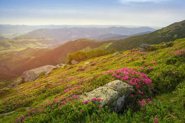 Colorful summer landscape with rhododendron flowers. Travel and tourism concept. Beautiful landscape. — Stock Photo, Image