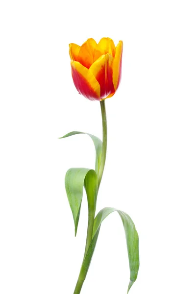 Tulipe sur fond blanc — Photo