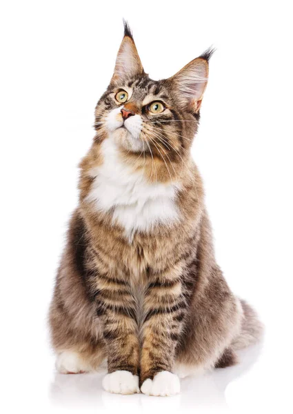 Maine Coon seduta e distogliendo lo sguardo — Foto Stock