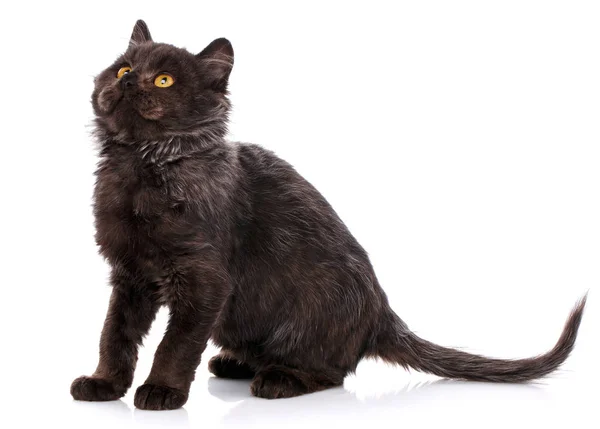 Den svarta katten med gula ögon — Stockfoto