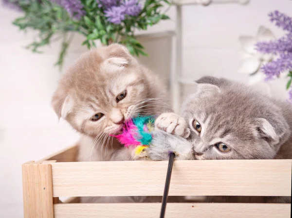 Retrato de dois gatinhos. Gatos brincalhões na gaveta . — Fotografia de Stock