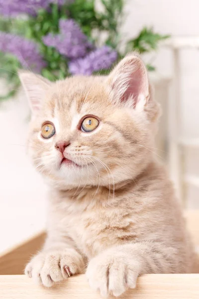 Funny kitten. Skotské klapouché kočky. Portrét zvířat Baby — Stock fotografie