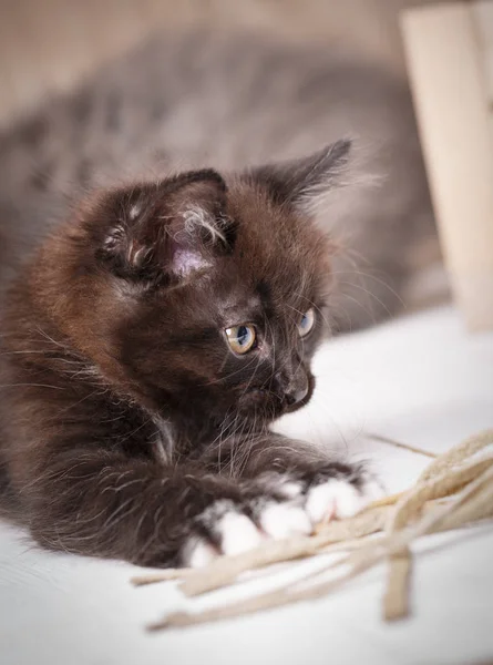 Koerilen Bobtail kat speelt met een toy — Stockfoto