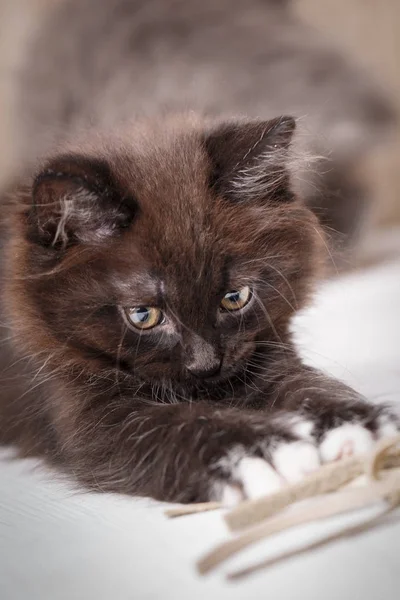 Zwarte kat met groene ogen liggen op houten achtergrond — Stockfoto