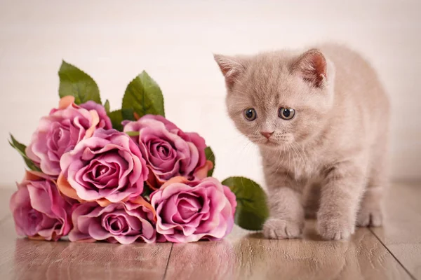 Kat zit in de buurt van een boeket rozen — Stockfoto