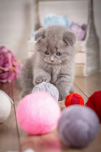 Retrato de interesante gatito escocés con pelota —  Fotos de Stock