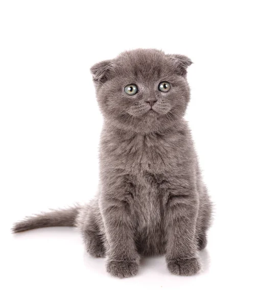 Scottish Fold Retrato de gato isolado . — Fotografia de Stock