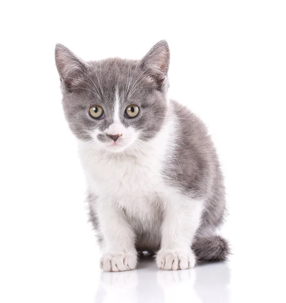 Um verdadeiro amigo. Gato é isolado em branco — Fotografia de Stock