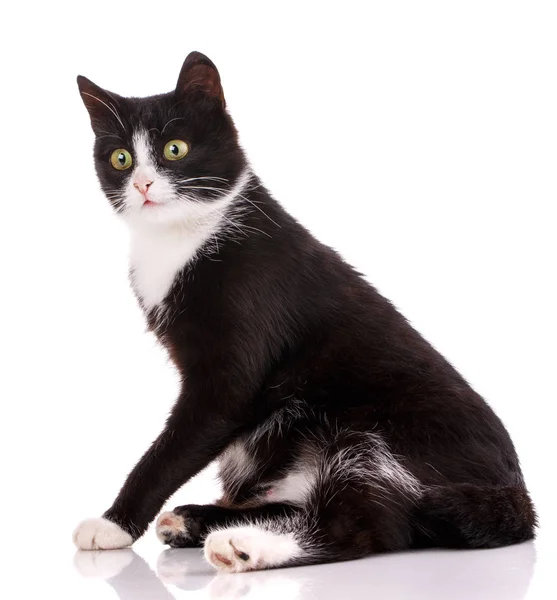 Portrait de chat noir et blanc drôle et surpris — Photo