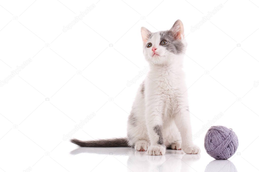 The cat is isolated on white. kitten is played with a ball of thread.