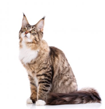 Maine Coon. Büyük bir kedi. Maine Coon