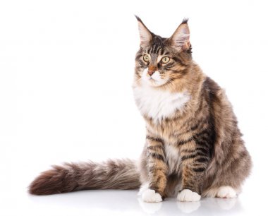 Maine Coon kameraya bakıyor