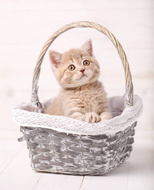 Sarı gözlü bir sepet içinde oturan safkan İskoç düz cats.