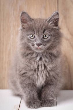 Sevimli Kurilian Bobtail kedi