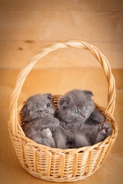 Sepet içinde oturan komik küçük İskoç fold yavru kedi