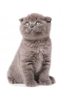 Lop-Eared yavru kedi. İskoçya kedi