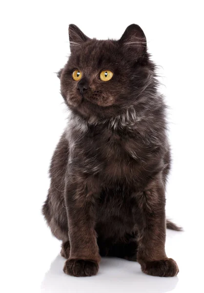 Retrato de gato preto com olhos amarelos . — Fotografia de Stock