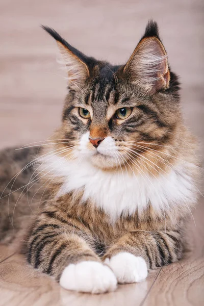 Portrait of a maine coon cat — Stock Photo, Image