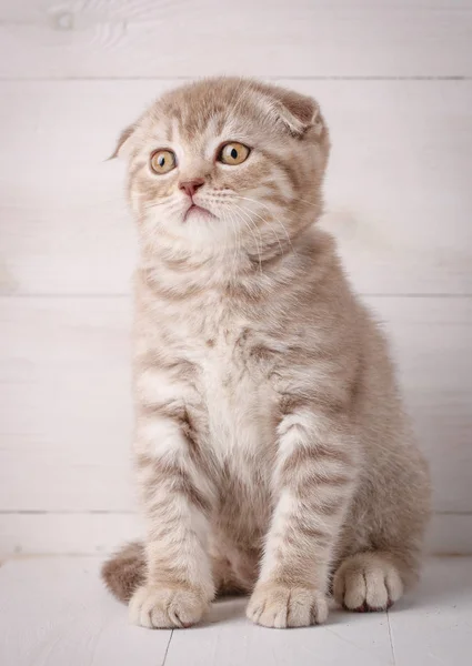 Retrato de gatito escocés rojo. Gato en casa — Foto de Stock