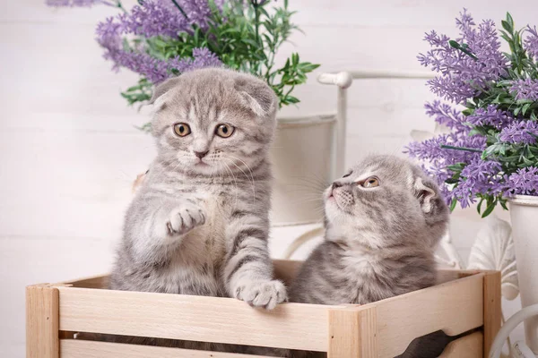 Couple of cute cats in a wooden box. Lavender flowers in the background