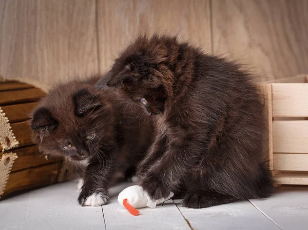 Dos gatitos negros pequeños jugando juguete sobre un fondo de madera . —  Fotos de Stock