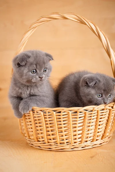Petits chatons écossais drôles assis dans le panier — Photo