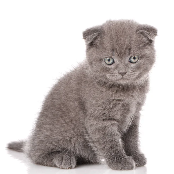 Gattino dalle orecchie da luppolo. Gatto scozzese — Foto Stock