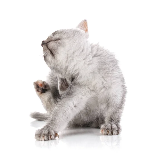 Šedé kotě poškrábání ucha — Stock fotografie