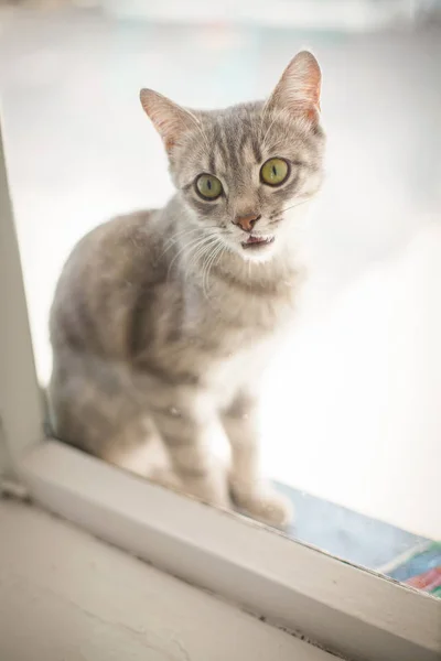 Gato com olhos amarelos senta-se fora — Fotografia de Stock