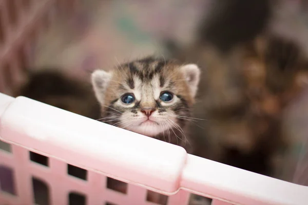 Pasgeboren kleine kitten — Stockfoto