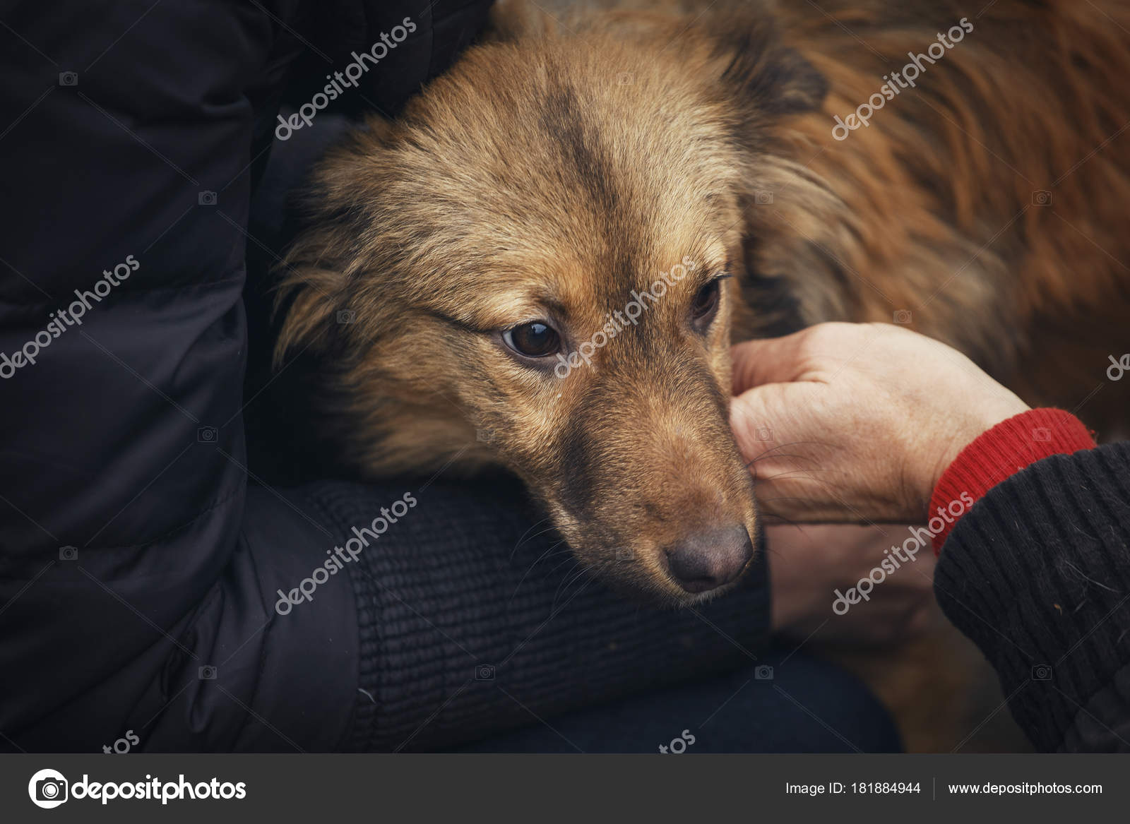 Der Tierarzt untersucht den obdachlosen Hund. die Hand der tierischen