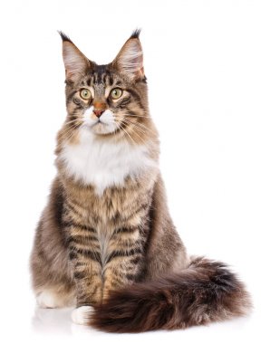 Maine Coon kedi, beyaz arka plan önünde oturan portresi