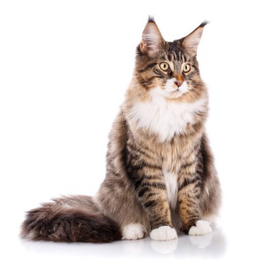 Maine Coon kedi, beyaz arka plan önünde oturan portresi