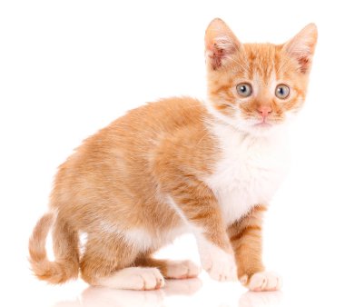 Yakın çekim portre izole kırmızı kedi yavrusu