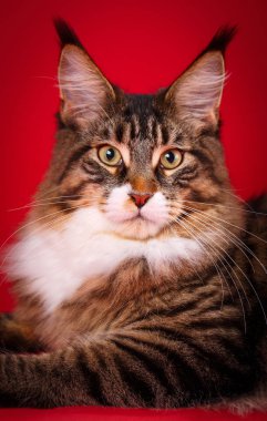Huysuz bir Maine Coon Close-Up