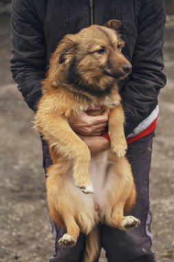 Bir adam a anavatan köpek onun kollarında tutar. Evsiz köpeklerin sorunları.