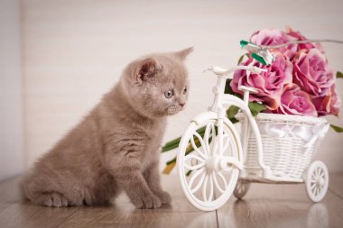 Gül flofer ile oynarken küçük oynak İskoç kedi yavrusu