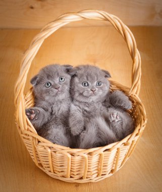 Çift İskoç Fold yavru kedi