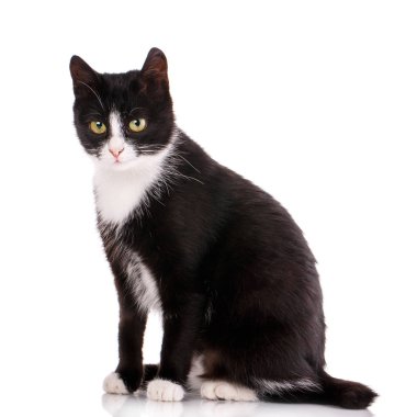 Kedi sokaktan. Kitty olmadan doğurmak.