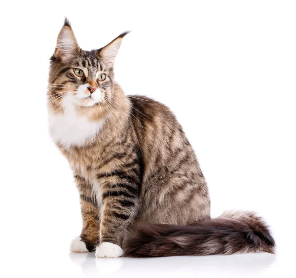 Maine coon sitter och tittar bort — Stockfoto