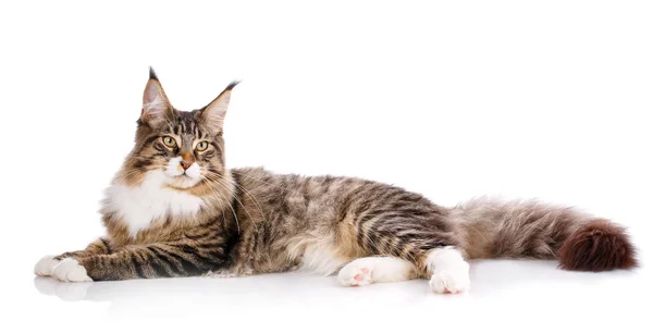 Maine Coon. Un gatto grosso. Maine Coon — Foto Stock