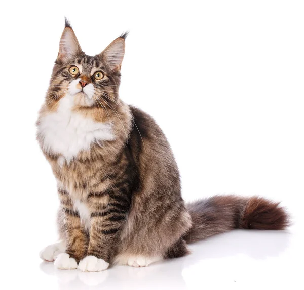 Retrato de Maine Coon gato, sentado delante de fondo blanco — Foto de Stock