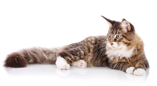 Side view of a Maine coon lying — Stock Photo, Image