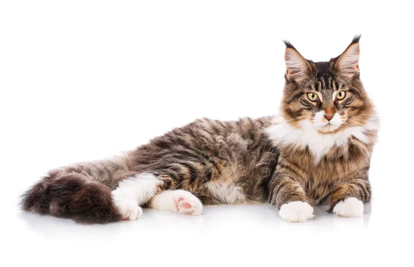 Maine Coon retrato de gato, 6 meses de edad — Foto de Stock