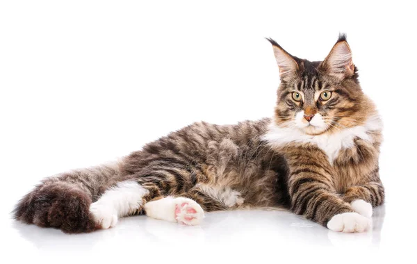 El gran mapache está acostado sobre un fondo blanco. tiempo para el descanso Calma gato — Foto de Stock