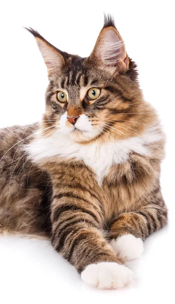 Macska portré, maine coon — Stock Fotó