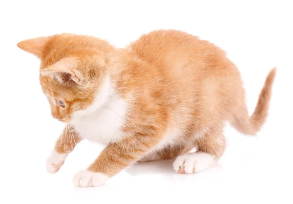 Ładny kotek pomarańczowy z białe łapy — Zdjęcie stockowe